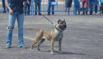 TRONERA DE IRON BULL
