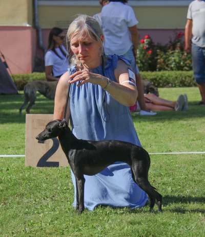 Astra Bravissimo Ulula