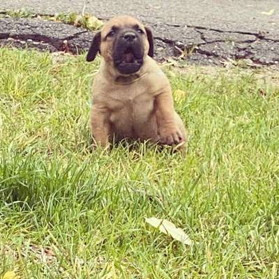ONLY THE FAMILY KENNELS ROCKY