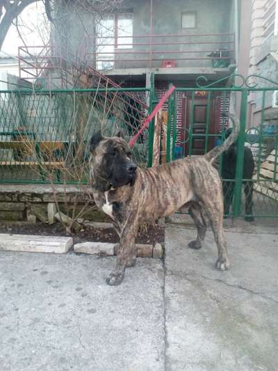 FALF DE ANTIVARI BULL