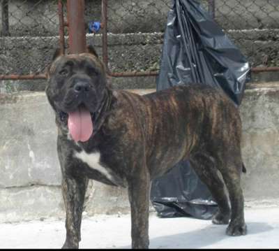 AZTECA DE MOZACAN BULL (DAMA)