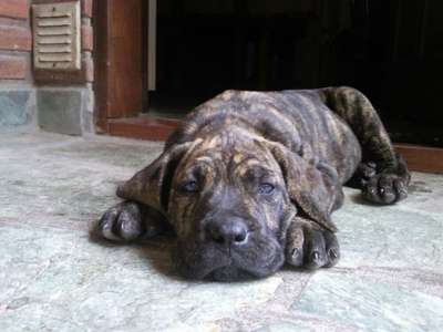 DRAGO PERROS DE FU