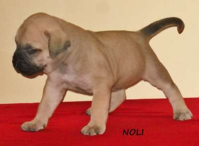 NOLI HAVA NAGILLA