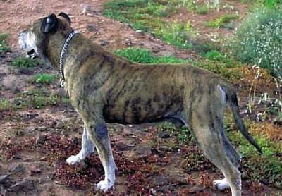 NERON (DE ANDRES VICENTE)