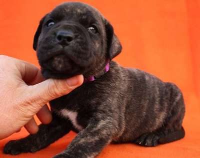 BOSS BULL CANARIO SATO