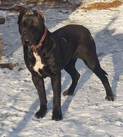 XENA PRESA DE GUERRA
