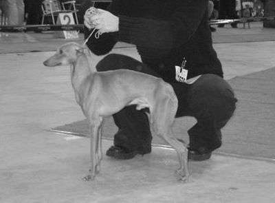 Dogcastle's Athos