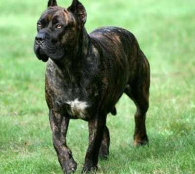 RED STAR MARGO