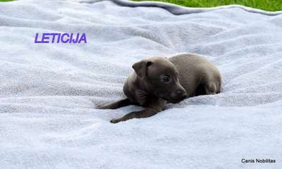 Canis Nobilitas Leticija