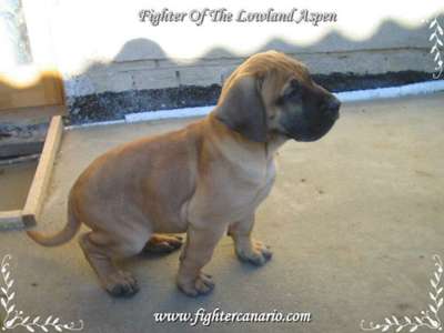 FIGHTER OF THE LOWLAND ASPEN