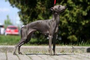 Umbra Feritte Bugsy