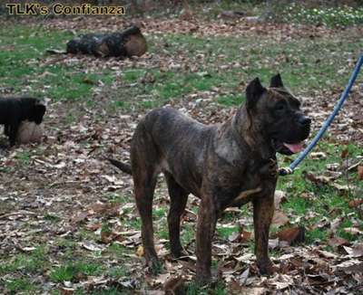 CONFIANZA DE TIGHTLINE (JADA)