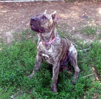 XENA OF POWERHOUSE PRESA