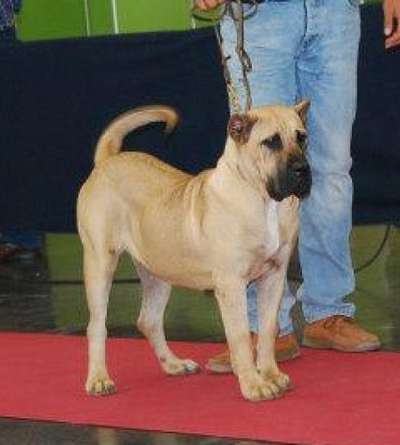 TARA DE GAROEBULLDOG