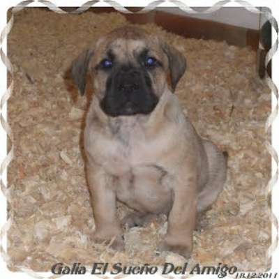 GALIA EL SUENO DEL AMIGO
