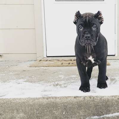 DARK KNIGHT DE RELACED KENNELS