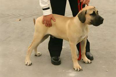 EL VEHEMACH' GALLARDO