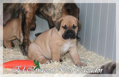 FREESBY EL CORAZON DEL CAZADOR