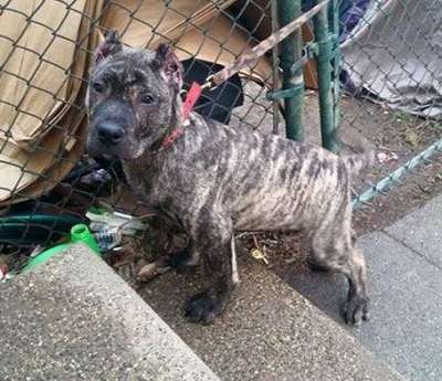 ARES DE SPANISH BULL