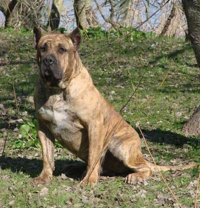 MAMUT DE GUADALCAN