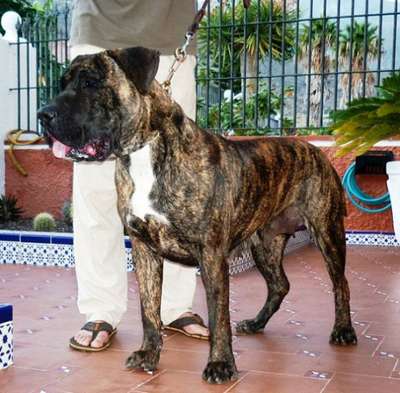 CHANEL DE LOS CARDONES