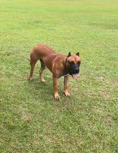 KUJO DE FOREST CITY PRESA