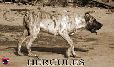 VARGA'S EL GUARDIAN FIEL HERCULES
