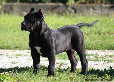 BOSS BULL CANARIO XERXES
