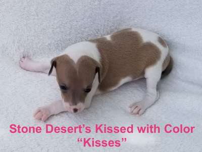 Stone Desert’s Colored With Kisses