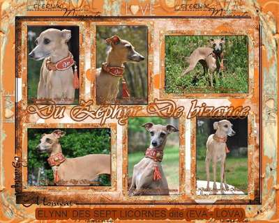 Elynn' Des Sept Licornes