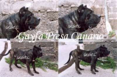 CANARIO DE GAYFA