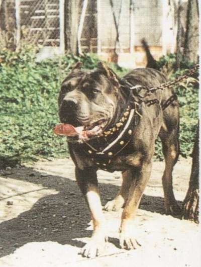 DANKO DE ATLAS ASIO