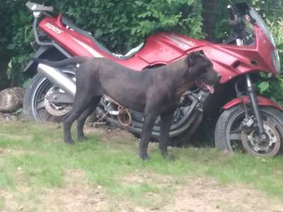 IRAYA DE LOS TRACIOS
