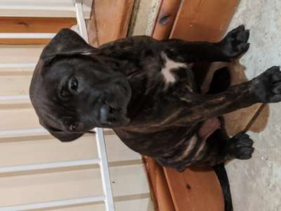 DELTA ODIN KENNELS
