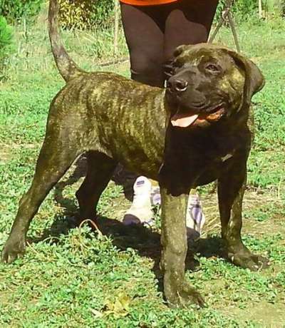 ATHOS DE ZOOCOSMOS