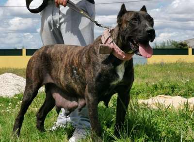 PANDORA DE KING ZULU