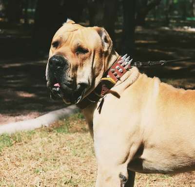 RAGNAR DE LOS MENCEYES
