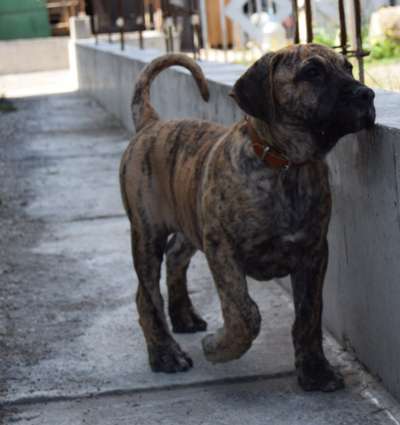 BELEN PERRO LOCO DE HIERRO