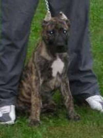 ALI GREJON KENNEL