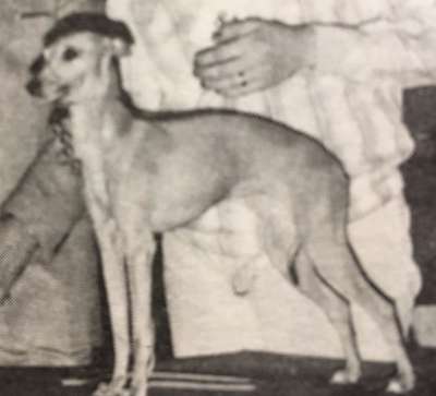 Nadilee Red Chiffon Of Berinshill