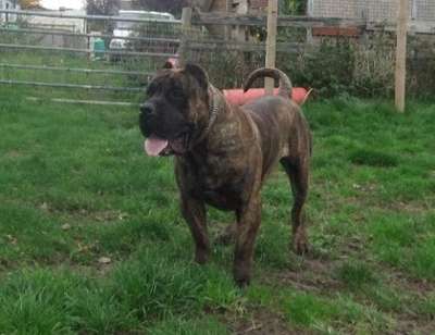 AMERICAN BRED DIEGO