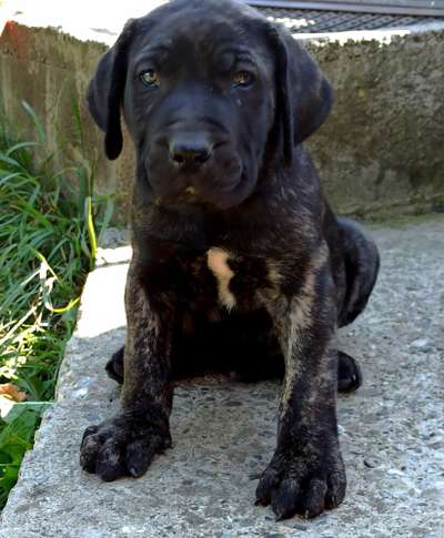 CORTEZ DE PRYCAN BULL