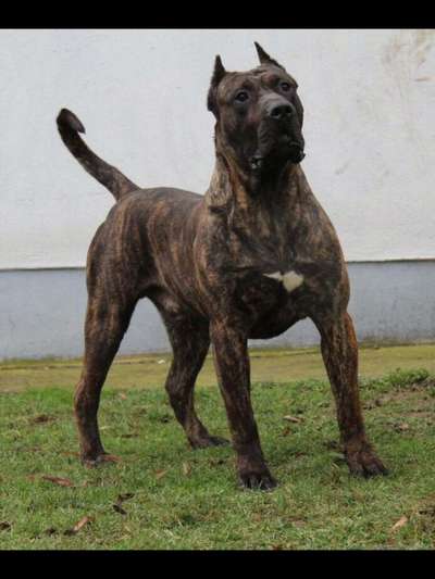 BAXTER SICILIA KENNEL