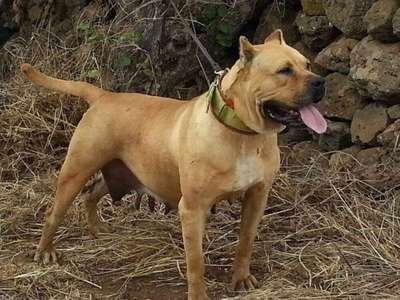NALA DE REGANADOS
