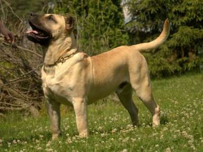 ERSOS BALUARTE DE LOS PERROS