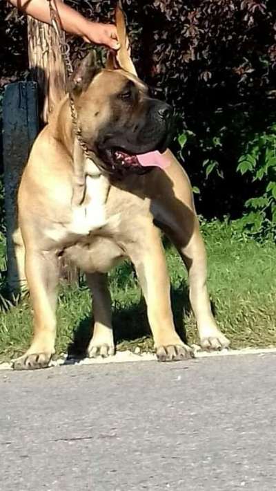 THOR DE TIERRA GRANCAN