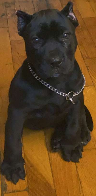 MAZIKEEN DE TOLEDO PRESA