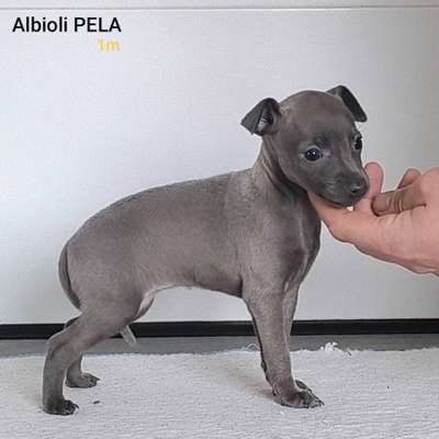 Albioli Pela
