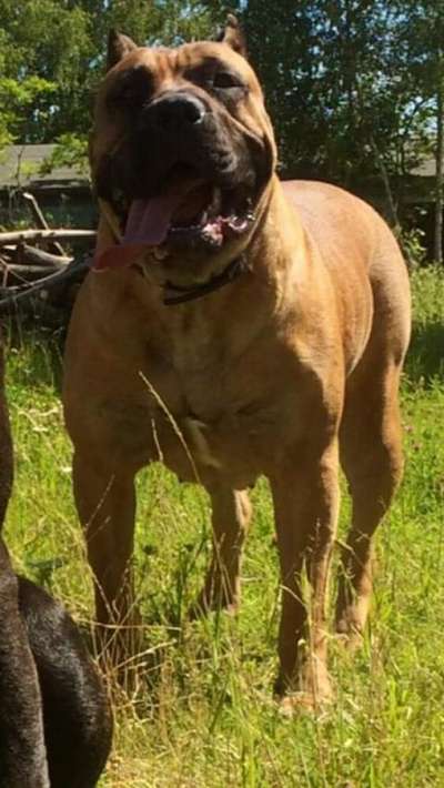 ARROJADO GUERRERO PALOMA (MARLA)