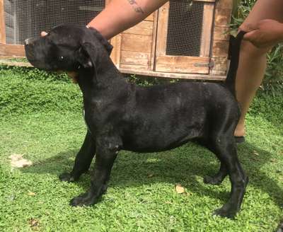 ODIN DE KING ZULU